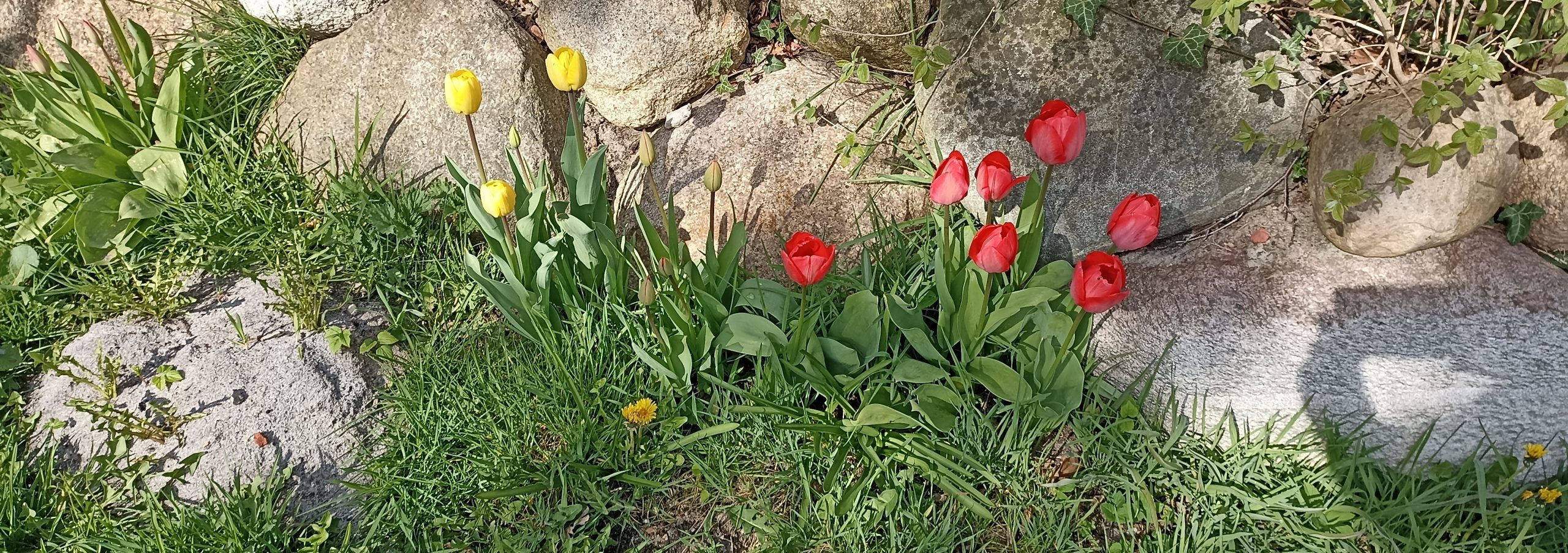 Tulpen