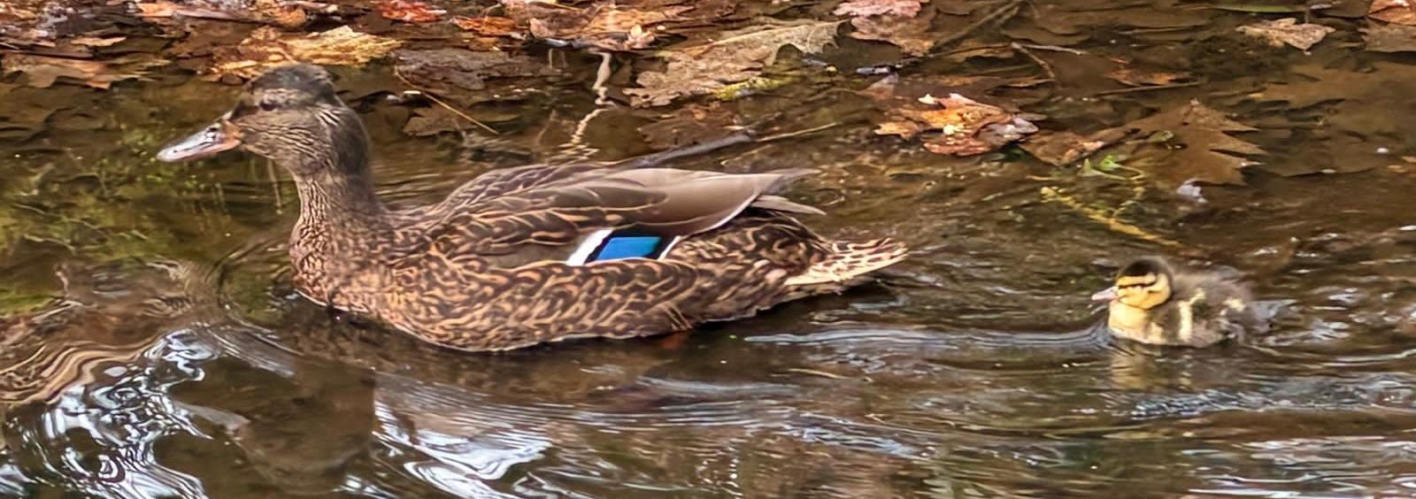 der erste Nachwuchs ist da