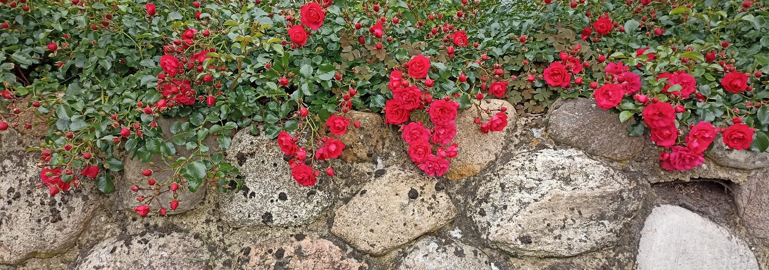 üppige Rosenpracht