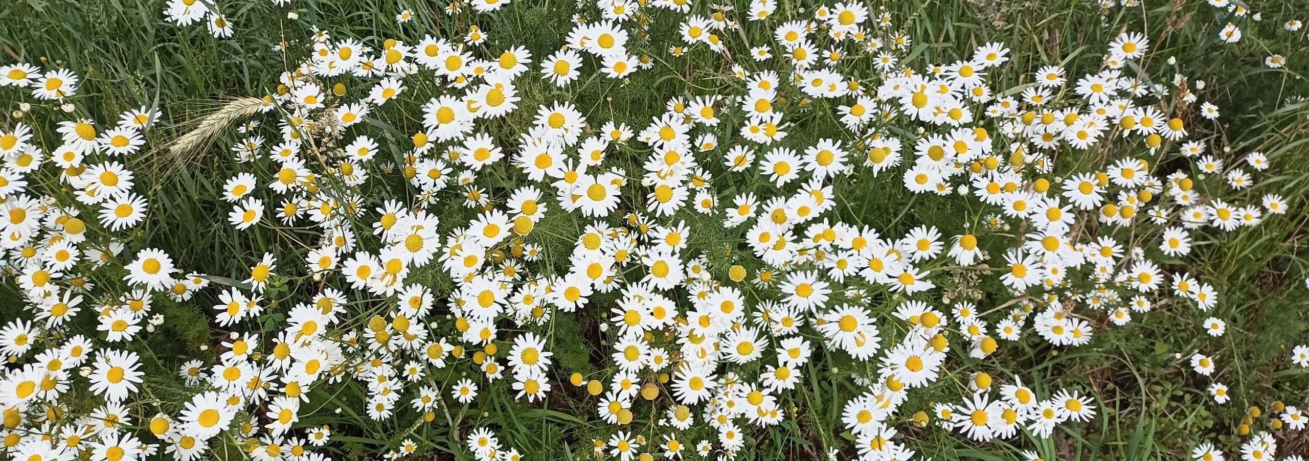 es wird Sommer